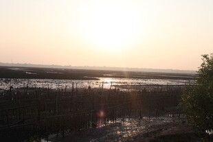 夕阳下的湿地景观