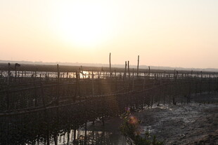 夕阳下的湿地养殖场景