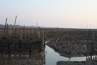 湿地木栈道景观