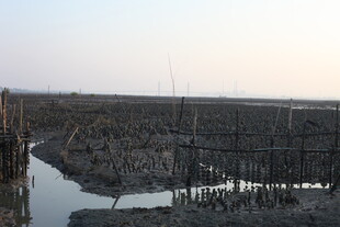 湿地水域中的简易设施
