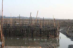 海边木桩养殖场景