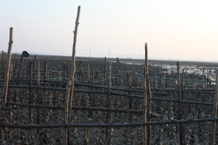 海边林立的木桩养殖场景