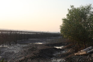 黄昏下的湿地景观