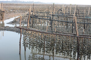 水上养殖设施场景