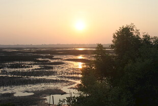 夕阳下的湿地风光