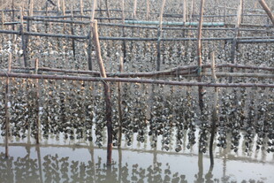 水上木桩养殖场景