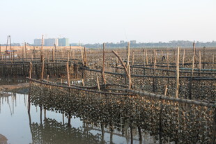 水上木桩养殖场景