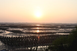 夕阳下的滩涂养殖景观