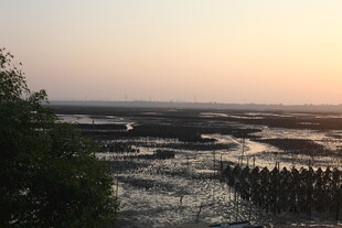 日落时分的湿地景观