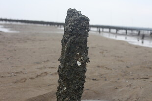 海滩上的孤独木桩