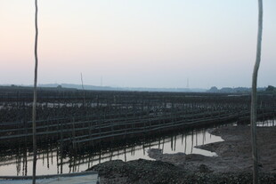 夕阳下的水上养殖场景