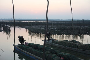 水乡暮色中的渔业劳作场景