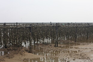 海边牡蛎养殖场景
