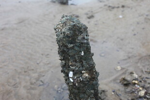 海边木桩覆满海洋附着物