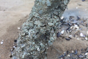 树干上附着的贝类生物