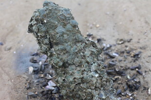 海边礁石覆满贝类生物