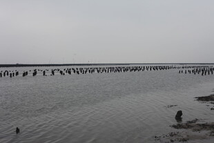 海边滩涂众多鸟类栖息