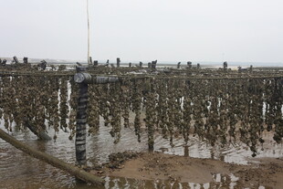 海上牡蛎养殖场景