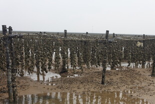 海上木桩养殖场景