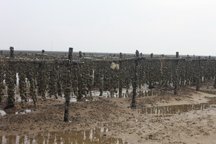 海边牡蛎养殖场景