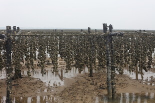 海边牡蛎养殖场景