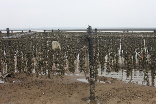 海边牡蛎养殖场景