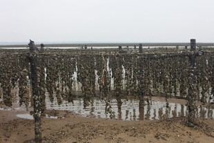 海边牡蛎养殖架景观