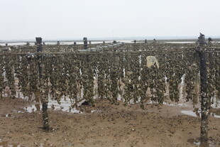 海边牡蛎养殖场景