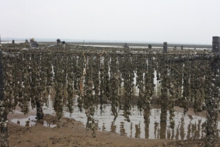 海上牡蛎养殖场景