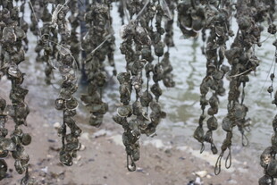 海滩上密集的牡蛎群