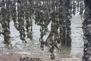 海边牡蛎养殖场景