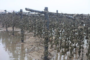 海上牡蛎养殖场景