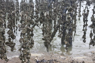 海上牡蛎养殖场景