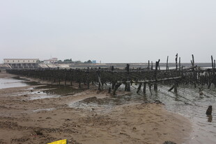 海边泥泞滩涂景象