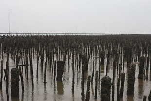 水上林立的木桩景观