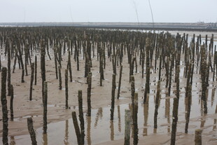 滩涂林立的木桩景观