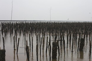 海边林立的木桩景观