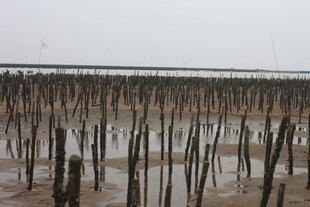 海边林立的木桩景观