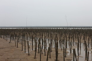 海边林立的木桩景观