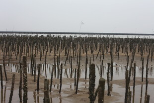 滩涂木桩景观