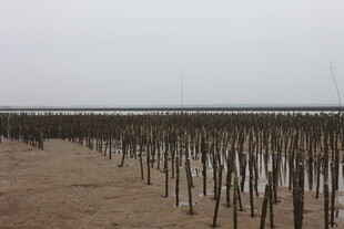 海边林立的木桩养殖场景