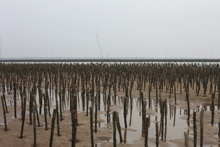 海边林立的木桩景观