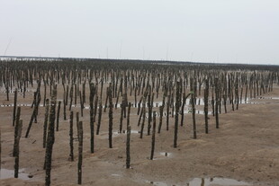 海边林立的木桩景观
