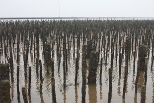 水上林立的木桩景观
