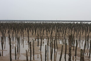 海边林立的木桩景观