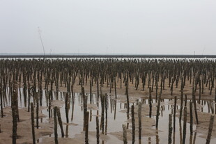 海边林立的木桩景观