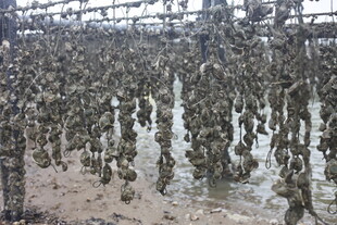 海上牡蛎养殖壮观景象