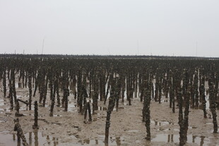 滩涂红树林景观