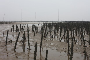 海边滩涂的林立木桩