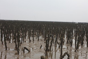 滩涂红树林景观